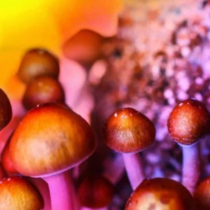 MAGIC MUSHROOMS