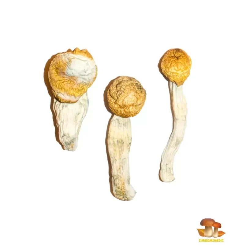 Penis Envy Mushroom