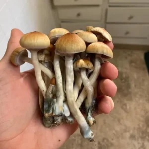 Buy Golden Teacher Mushroom UK , Magic mushroom for sale England ,Where to buy shrooms online Northern Ireland ,Order mushroom Scotland ,Purchase mushroom  Wales