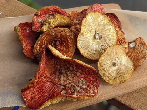 Buy Amanita Muscaria Online UK , Amanita Muscaria for Sale England, order Amanita Muscaria Scotland, Where to buy magic mushroom Northern Ireland