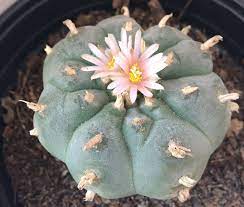 Buy Peyote Online UK ,Peyote cactus for sale England ,order peyote fruit Scotland ,where to buy peyote Northern Ireland ,purchase peyote Wales