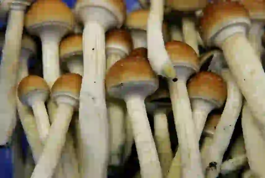 mushrooms