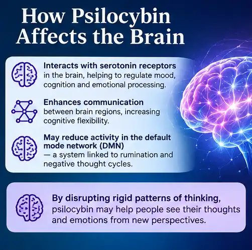 how psilocybin affects the brain